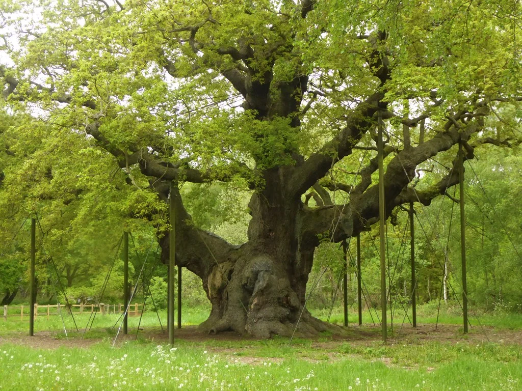 ה-"Major Oak", עץ בן 800-1100 שנים שעדיין עומד ביער שרווד.