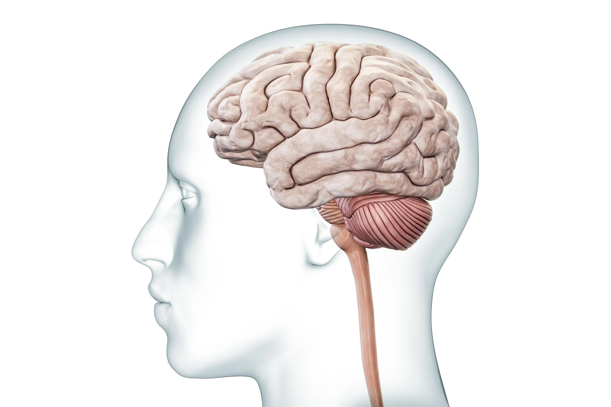 brain