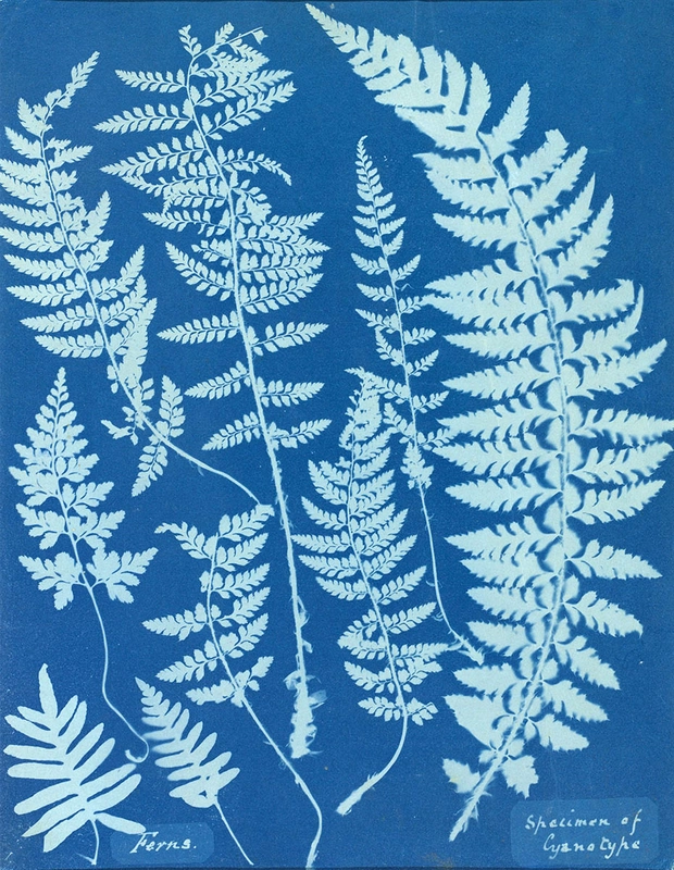 cyanotype-botanical-photograph-fern-specimen