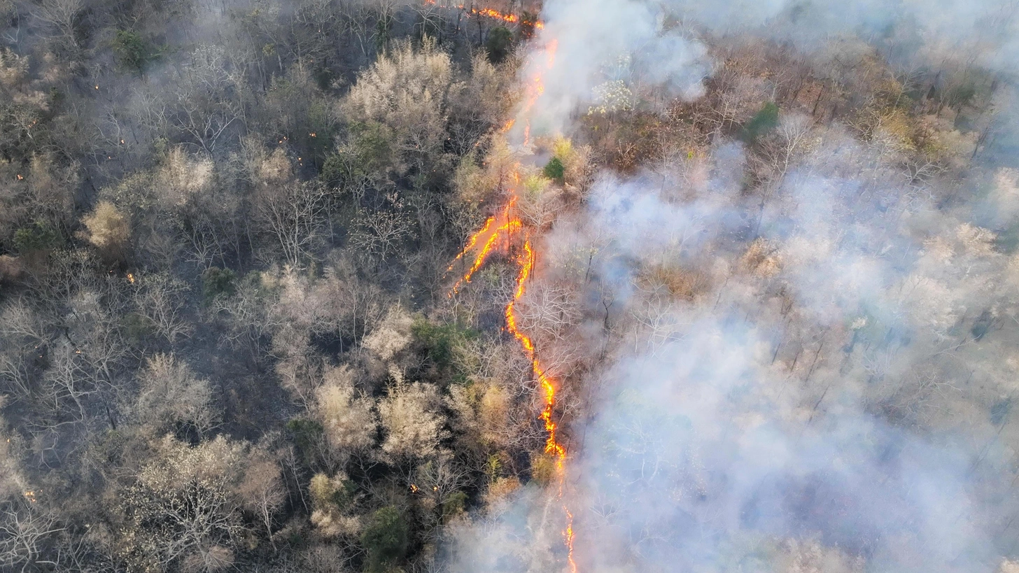 אל ניניו גורם לעיתים קרובות לשרפות יער. מקור: Toa55/Shutterstock.