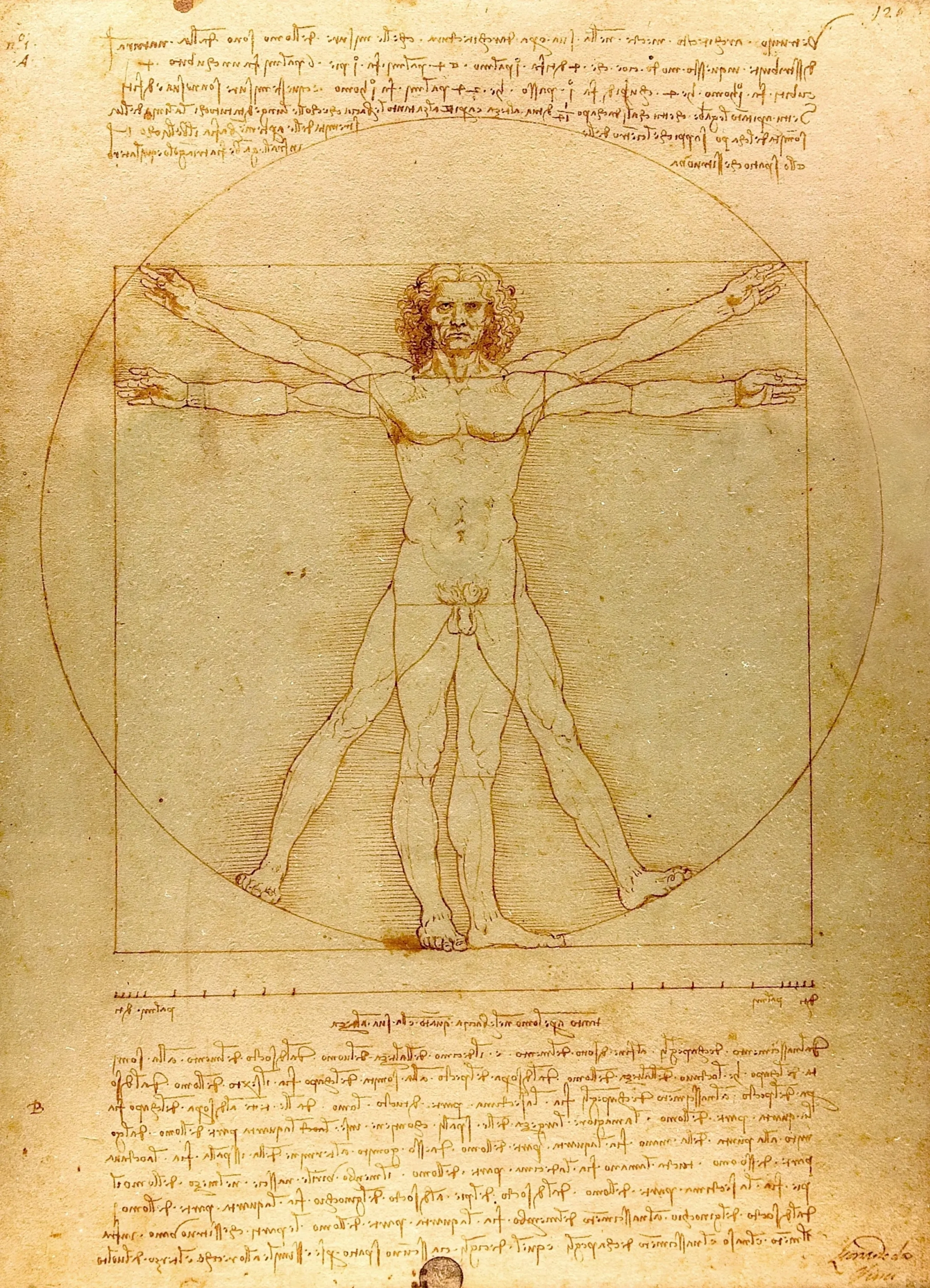 Vitruvian man (the proportions of the human body)